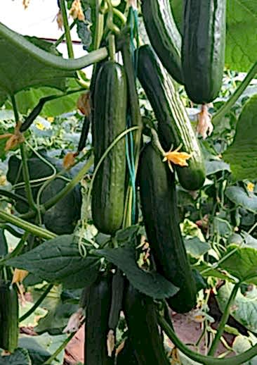 BARİZ F1 Sırık Hıyar