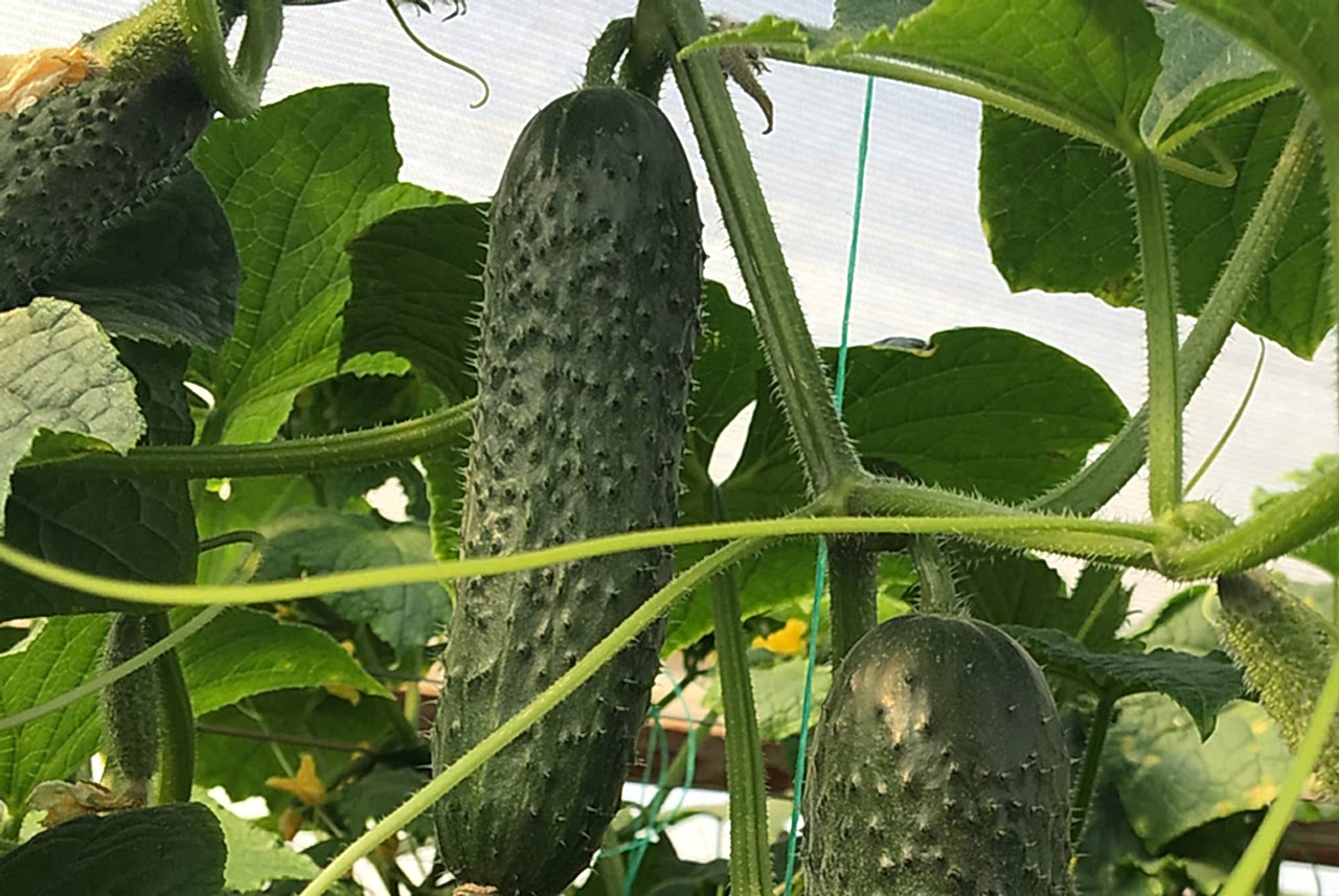 A-Z-85 F1 Dikenli Hıyar