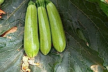 ŞAHİKA F1 Yeşil Kabak (A-Z-1010)