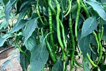 SÜMBÜL F1 Kıl Biber