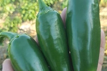 A-Z-26 F1 Jalapen Tipi Biber