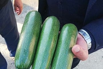 A-Z-1030 F1 Siyah Kabak