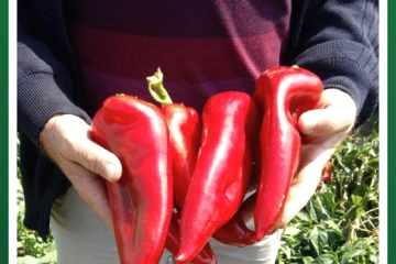 BOLVEREN F1 Kapya Biber