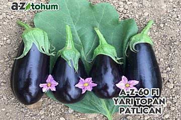 A-Z-60 F1 Yarı Topan Patlıcan