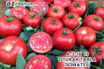 A-Z-16 F1 Oturak Tarla Domatesi