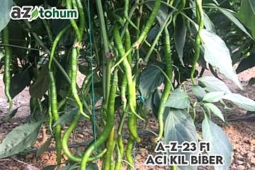 A-Z-23 F1 Acı Kıl Biber
