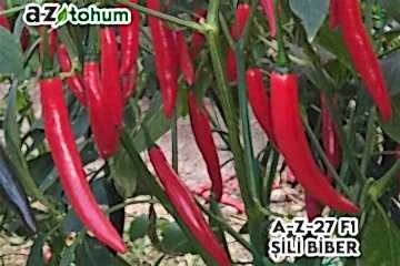 A-Z-27 F1 Şili Biberi