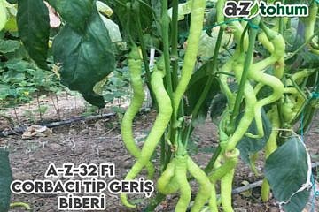 A-Z-32 F1 Çorbacı Tip Biber (LOMBARDİ BİBERİ)