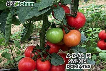 A-Z-44 F1 Salkım Domates