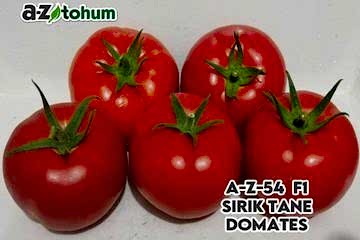 A-Z-54 F1 Sırık Tane Domates