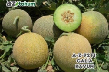 A-Z-92 F1 Galya Tipi Kavun
