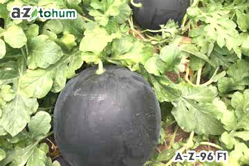 TOPUZ F1 Siyah Karpuz (A-Z-96)