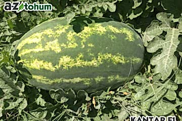 KANTAR F1 Oval Karpuz