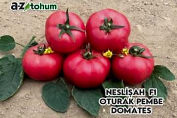 NESLİŞAH F1 Oturak Pembe Domates (A-Z-12)