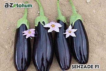 ŞEHZADE F1 Uzun Patlıcan (A-Z-61)