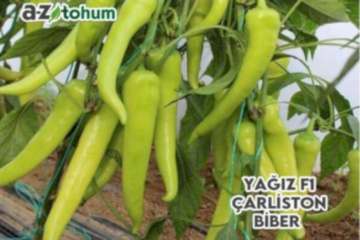 YAĞIZ F1 Çarliston Biber