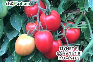 ZİYNET F1 Sanayi Tipi Domates (A-Z 15)
