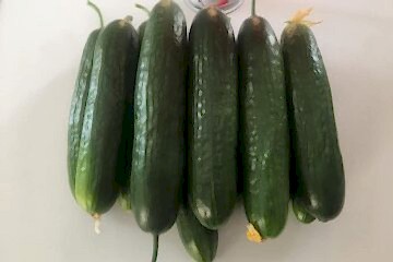 BABİL F1 Tarla Hıyarı (A-Z-55)