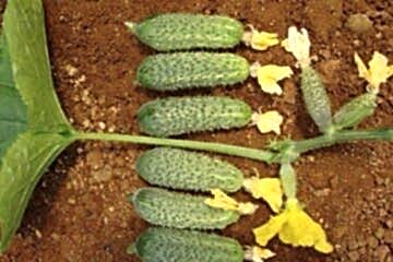 A-Z-75 F1 Turşuluk Hıyar