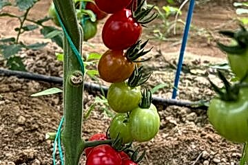 A-Z-06 F1 Kokteyl Domates