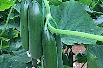 A-Z-70 F1 Badem Hıyar