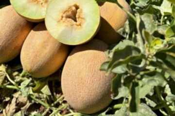 ZEHRA F1 Galya Kavun (Ananas Tip)(A-Z-87)