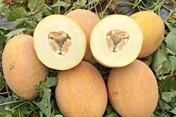 OKKA F1 Ananas Tipi Kavun (A-Z-90)