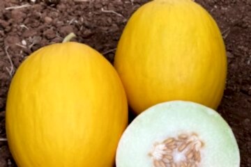 A-Z-93 F1 Kanarya Kavun