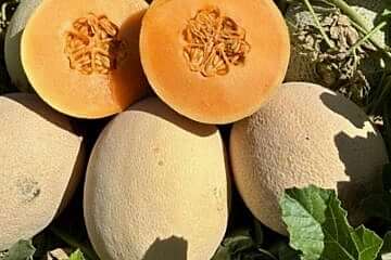 A-Z-94 F1 Orange Kavun