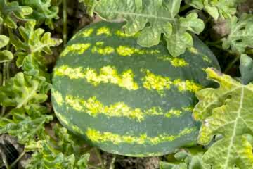 TERAZİ F1 Karpuz (A-Z-95)