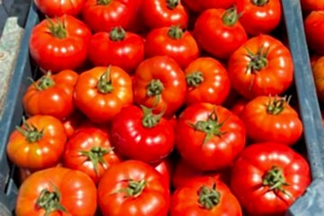 LAPÇİN F1 Köy Domatesi