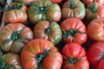 YILDIZKÖY F1 Köy Domatesi