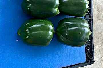 A-Z-25/10 F1 Yeşil Kaliforniya Tipi Biber