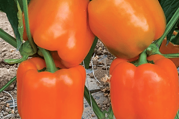 A-Z-25/35 F1 Turuncu Kaliforniya Tipi Biber