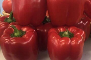 A-Z-25 F1 Kaliforniya Tipi Biber