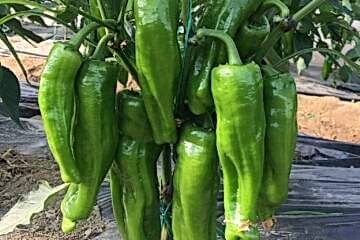 A-Z-33 F1 Tatlı Üç Burun Biber