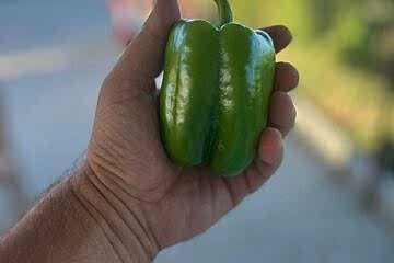 A-Z-34 F1 Dolma Biber