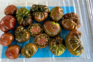 A-Z-08 F1 ALA Tip Köy Domatesi